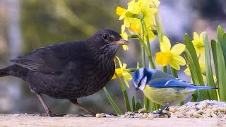 TV for Cats and Dogs   SQUIRRELS,  BIRDS and SPRING FLOWERS  Video for Big Screens 8 hrs
