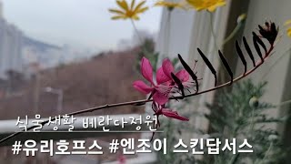 노란꽃이 피는 유리호프스 분갈이하기/엔조이 스킨답서스 삽목하기 나의 번식법은?