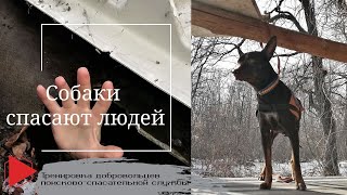 Собаки спасают людей. Тренировка добровольцев поисково-спасательной службы