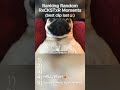The Most Unbelievable Dog Moments Ever Caught On Camera (cred: RxCKSTxR)