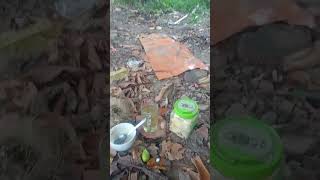 penyumbang pajak pren