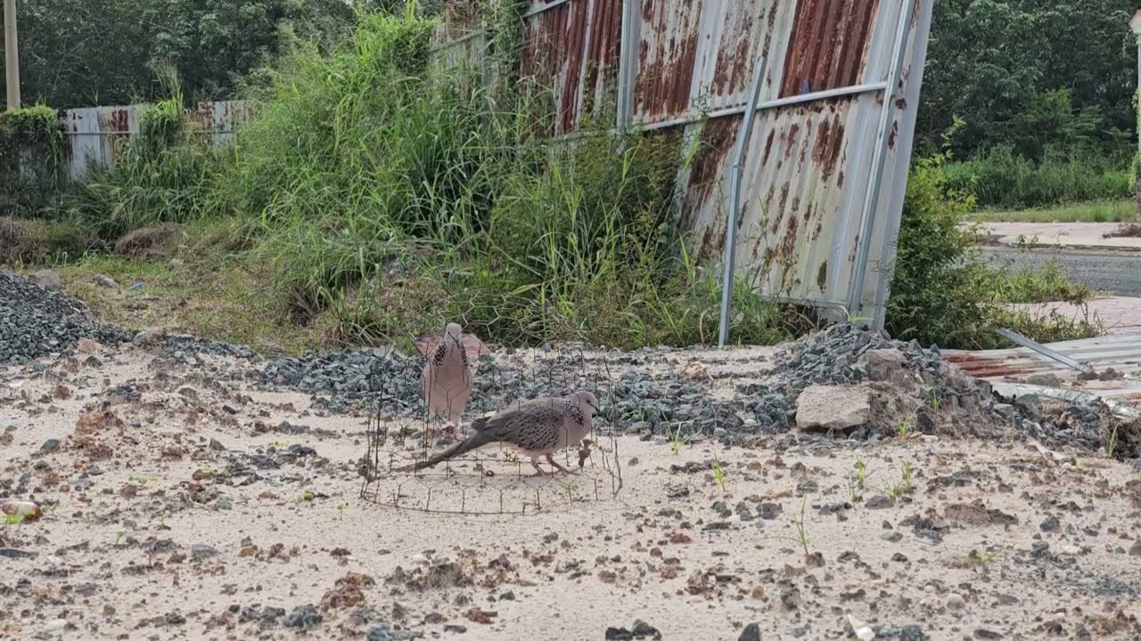 Minh bua nay minh bac đuoc 1 con chim say rat đang cap luon ae