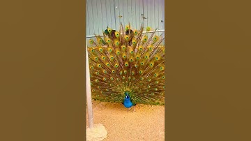 Thumbnail of #PeacockFarming #How much is a peacock#animal