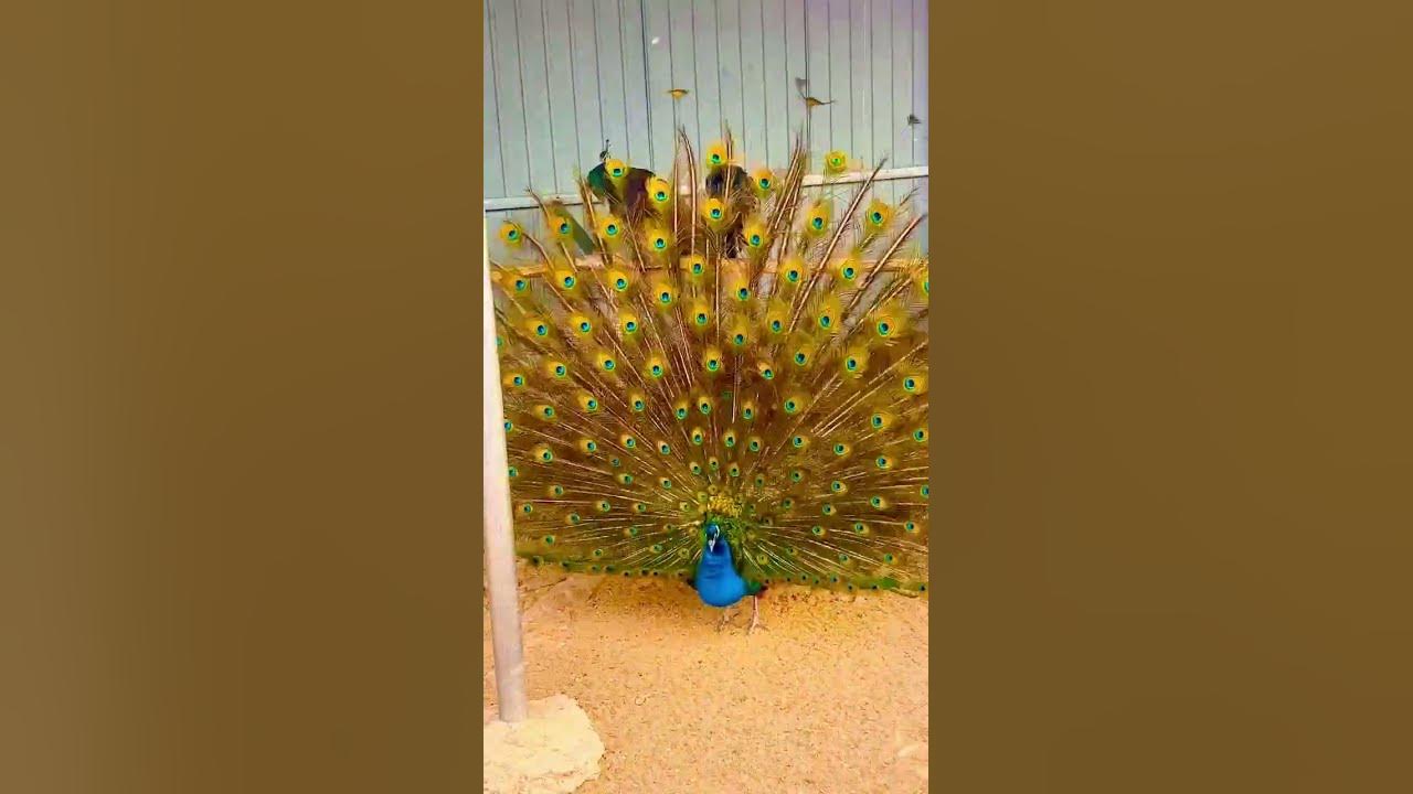 #PeacockFarming #How much is a peacock#animal