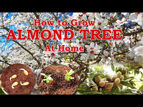 Almond Tree from Seeds | Easy Method of Growing Almond Tree from Seeds