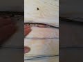 Вред наличия сучков в пазу сруба. Конопатка.