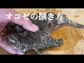 【虎魚】危険な毒針の取り方！知ってる人は少ない希少な内臓の食べ方！