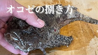 オコゼ Youtube