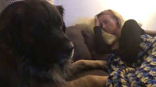 Leonberger Love Affair