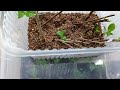 Результат укоренения 🌱зеленым черенком метельчатой гортензии