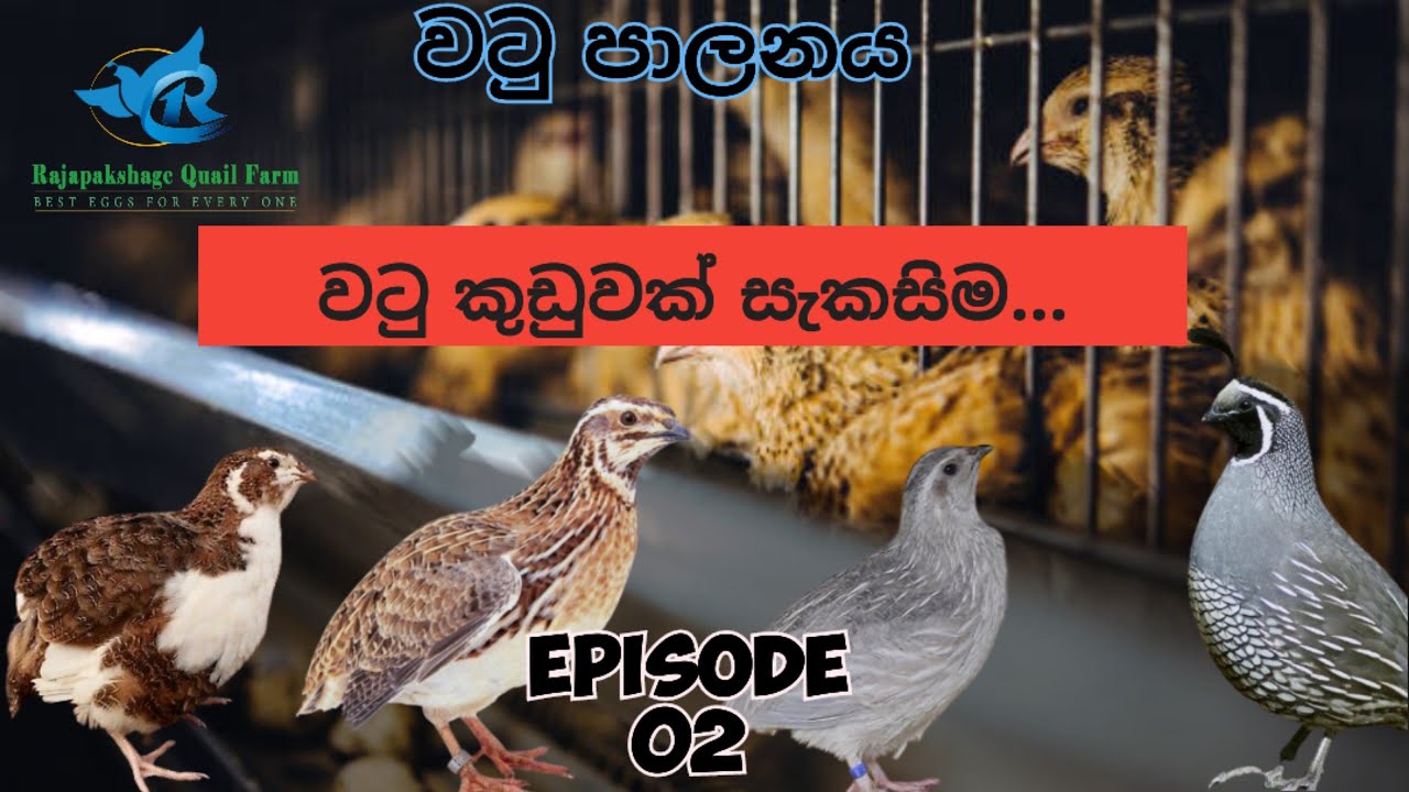 වටු පාලනය බය නැතුව හරියට පටන්ගන්න.. වටු කුඩුවක් සැදීම....0777 657 847