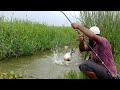 🎣 Big Piranha Fish Catching|Red bellied Fishing|Grass carp Fishing|piranha Fishing|Rup Chand Fishing