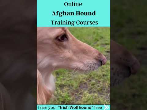 فيديو: كلب الصيد الأفغاني
