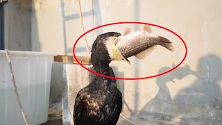 Cormorant Eats A Fish Bigger Than Its Own Head