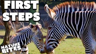 Newborn Zebra Finds its Feet | Secret Life of the Zoo | Nature Bites