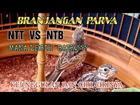 BRANJANGAN PARVA NTT VS NTB / CIRI CIRI DAN KEUNGGULANYA