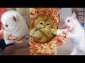 Котики и Собачки Котята и Щенки.Смешные и милые видео 2019.# 2  Cats and Dogs Funny and cute.