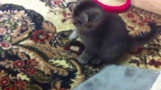 Продажа котят шотландской породы. Продажа котят шотландской породы.