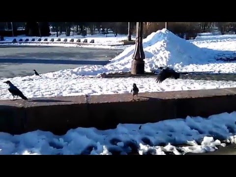 Песня ВОРОН, парк Шевченка, Одесса. Song of CROWS, park Shevchenko, Odesa.