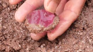 Dig up red diamonds, discover treasures in the wild, and make a fortune