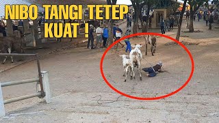 TETEP SEMANGAT TUKANG BURUH PASAR SAPI (01/10/2021)