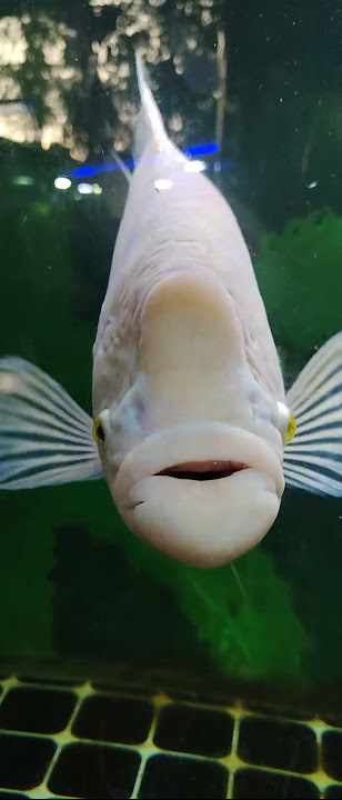 Cute white fish🐟🐟isn't it?☺️ #cute #fish #shorts