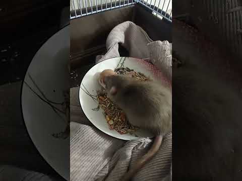Сможет ли крыса открыть грецкий орех 🤔😉😅