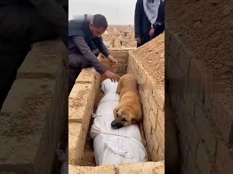 كلبه ينزل إلى القبر ويشمشم في الجثة ويرفض أن يترك صاحبه 