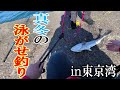 [木更津沖堤防]東京湾の秘境を知っていますか..??