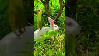 Little Bunny In The Garden #Short