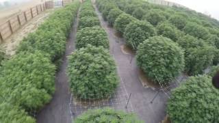 Drone Footage - Cannabis