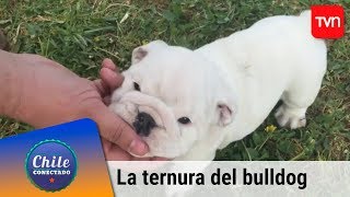 La ternura del bulldog | Chile conectado | Buenos días a todos