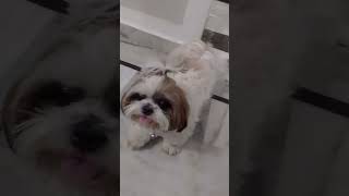 my cute baby 😍#dogshorts #cute #dogstatus #love