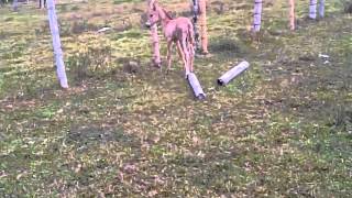 VID 20120730 00015