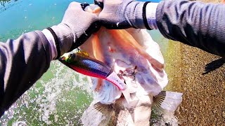 [Big bait] I caught a monster japanese snook. 【AKAME】