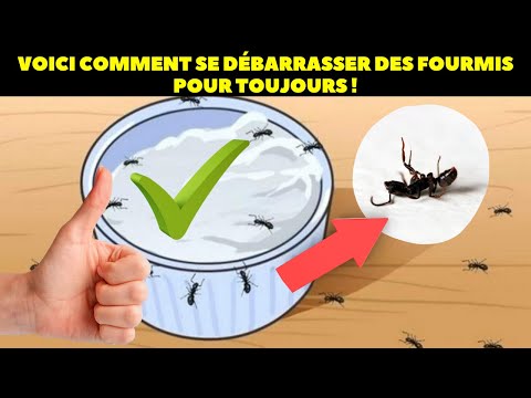 Vidéo: La vaseline éloignera-t-elle les fourmis ?