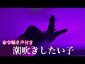 【ASMR】一人で見て