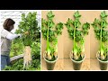 Growing celery hydroponics with seaweed from the river