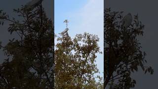 Morning Birds #birds #tree #multan #ufc #cr7 #mma #nature #pakistan #dr #ufc #realmadrid #ucl