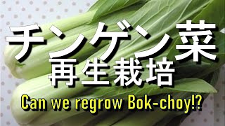 チンゲン菜の再生栽培　Regrow Bok-choy from kitchen scraps