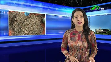 Lâm Đồng phát triển 2000 ha dược liệu dưới tán rừng và trên đất lâm nghiệp