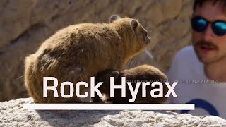 Rock Hyrax 4K / שפן סלע  وبر صخري