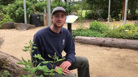 Controlling aphids on roses