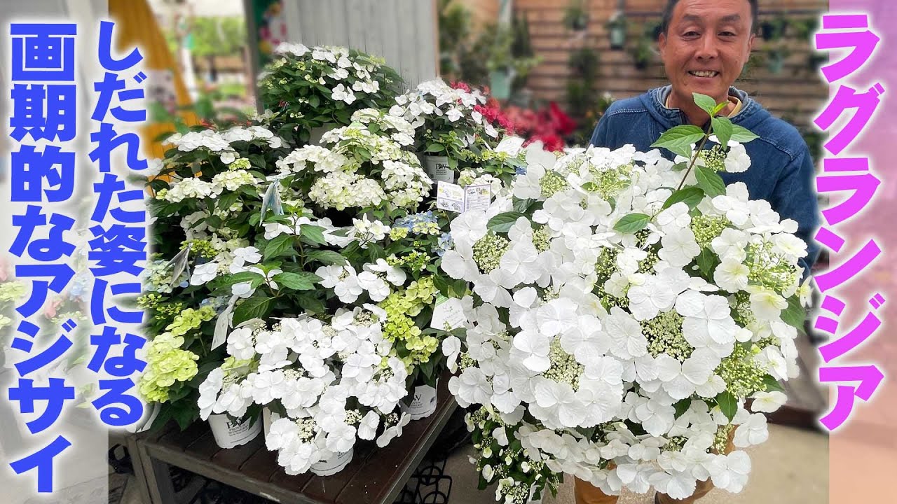 Hydrangea luxrangea】 It blooms droopingly and fills the pot from