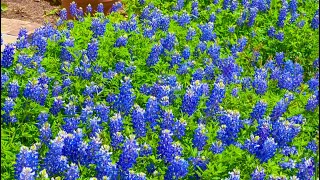 How To Grow Bluebonnets