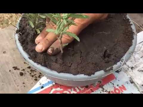 Video: Cómo Cultivar Lavanda Perenne