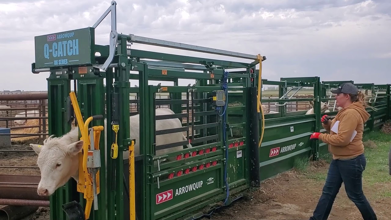 Running Heifers Through Our Arrowquip 86-Series Squeeze Chute