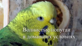 Волнистый попугай уход и содержание в домашних условиях Волнистые попугайчики дома Драка Волнистый попугай уход и содержание в домашних условиях Волнистые попугайчики дома Драка