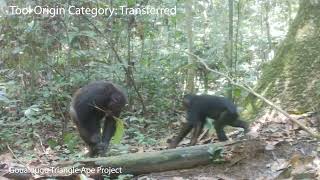 Planning abilities of wild chimpanzees in tool-using contexts