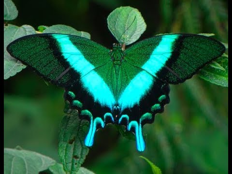 世界で最も美しい蝶40種 チョウ図鑑 画像 パート２ Youtube